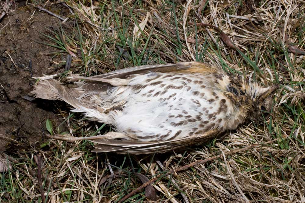 Uccello morto da identificare